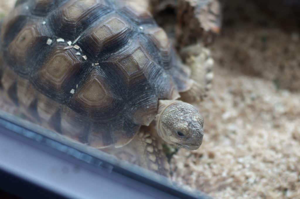 African Spurred Tortoise