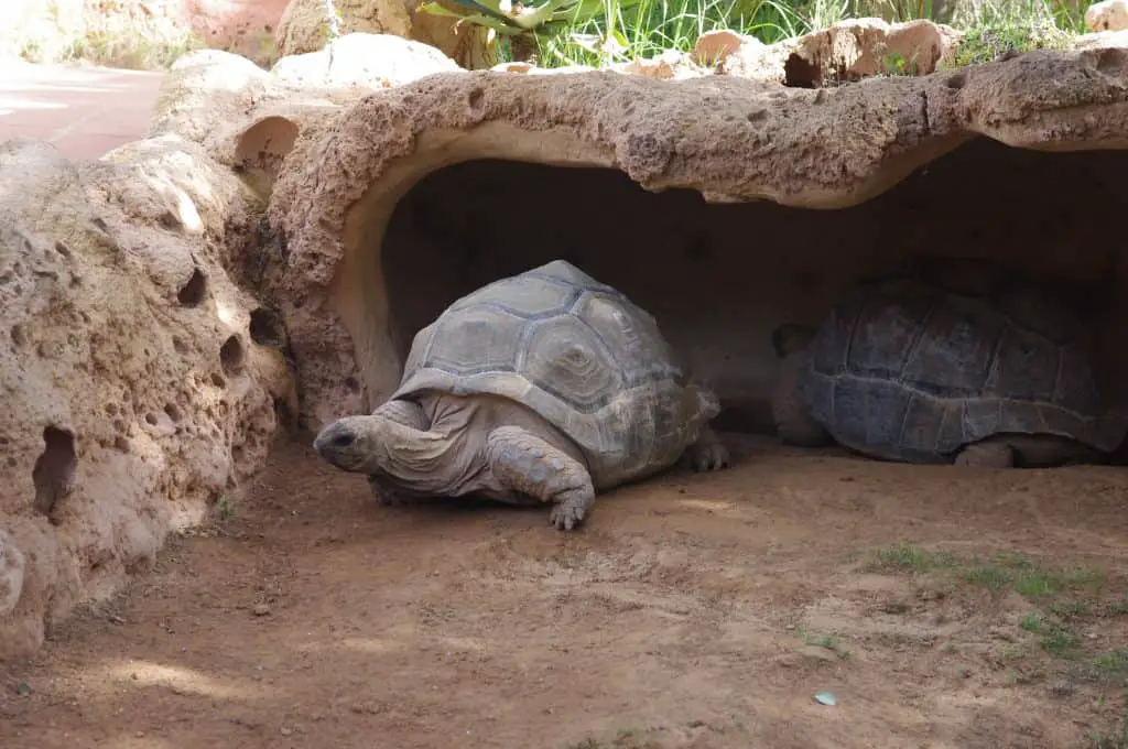 Aldabrachelys grandidieri