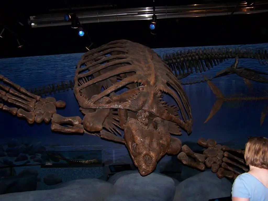 Archelon Sea turtle