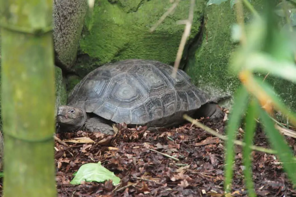 Asian forest tortoise