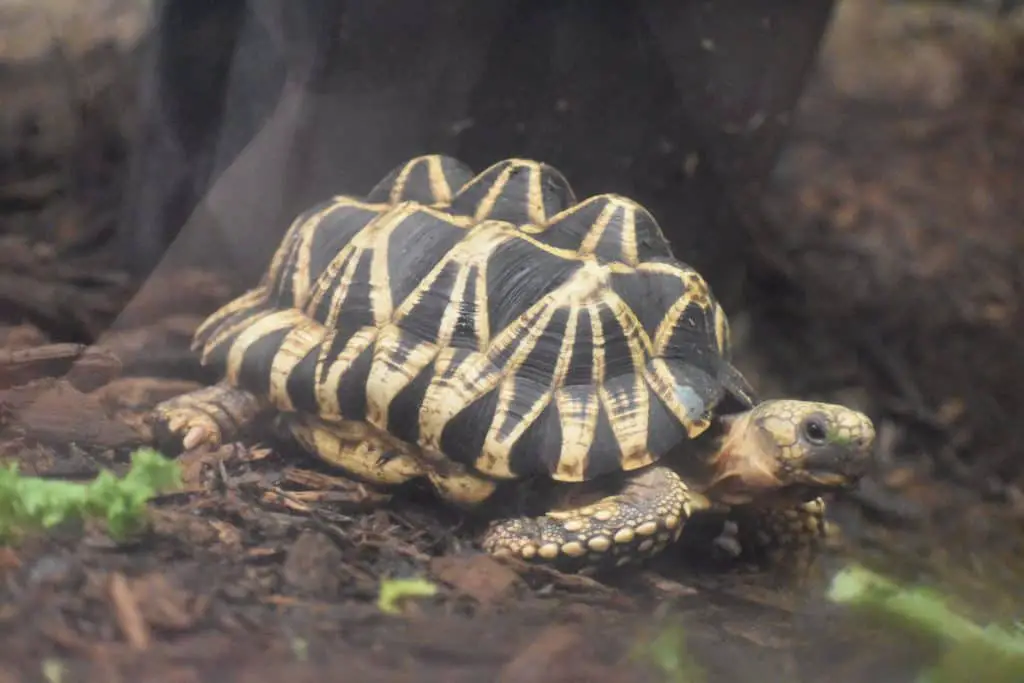 Burmese Star Tortoise