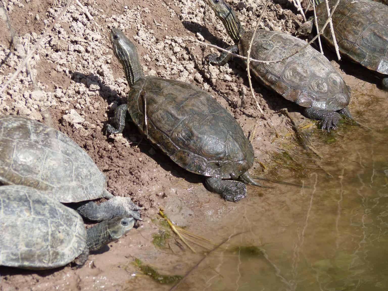 8 Types of Aquatic Turtles (With Pictures) - Reptiles Hub