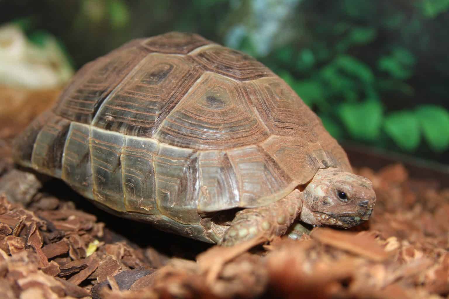 24 Types of Land Turtles (With Pictures) - Reptiles Hub