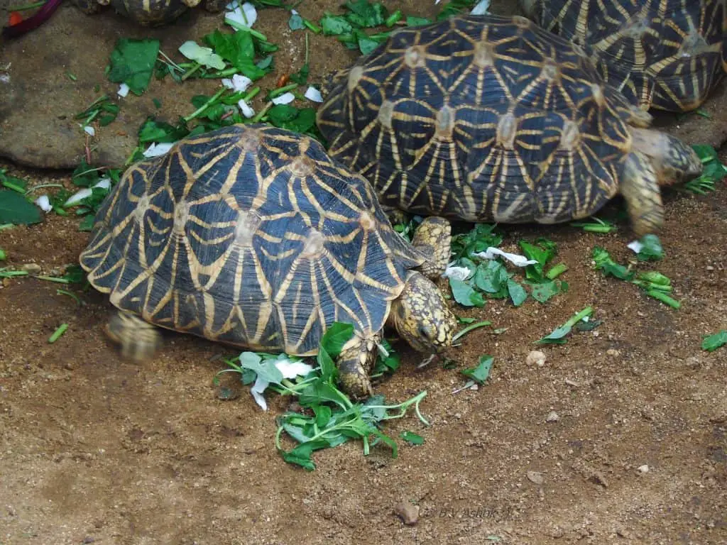 Indian Star Tortoise