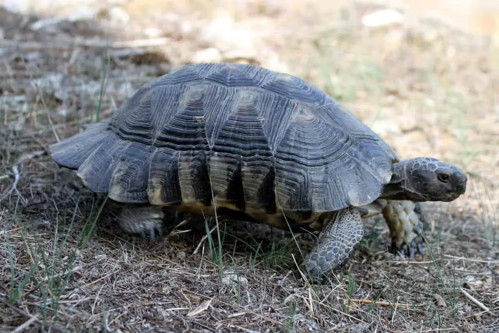 Marginated Tortoise