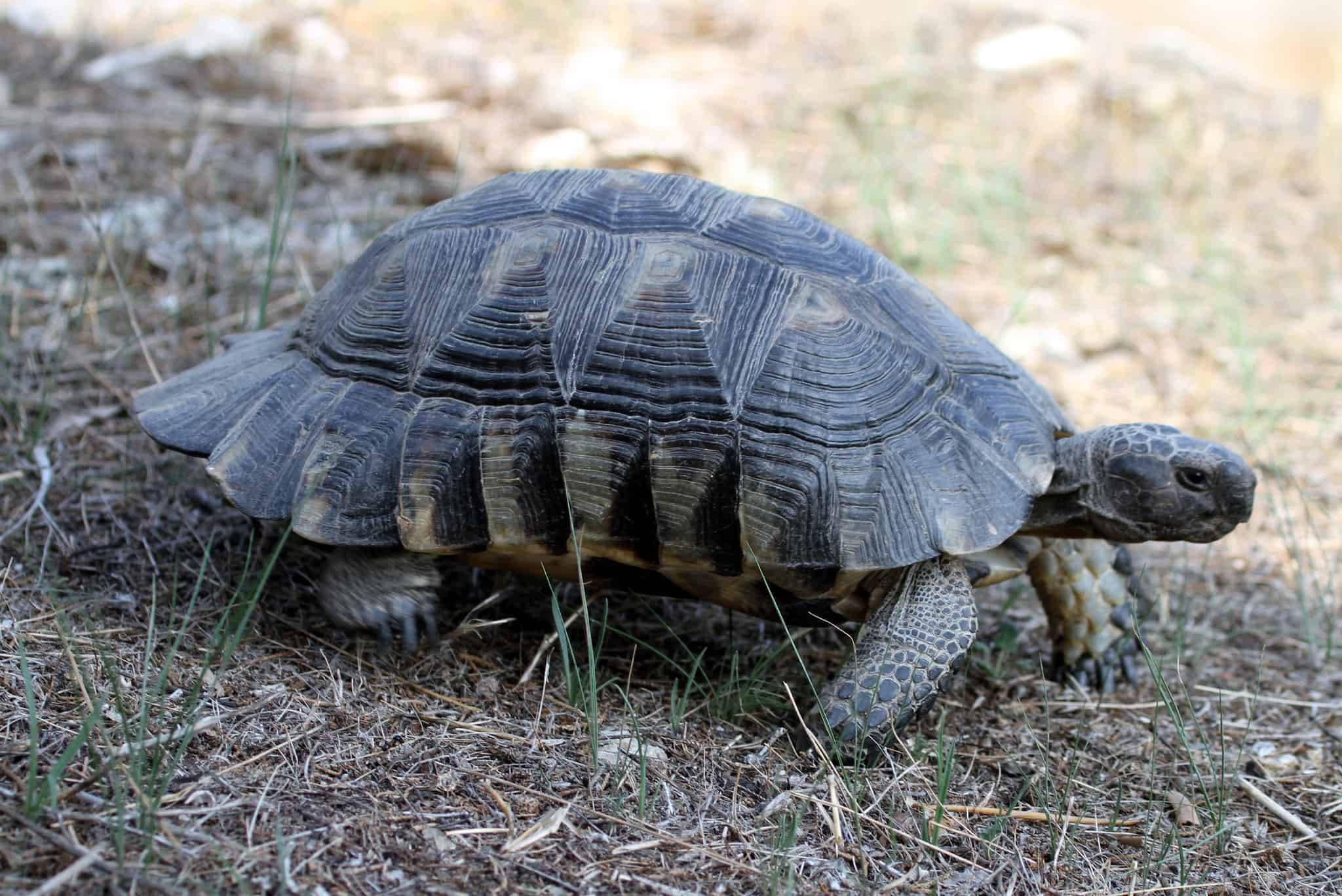 24 Types of Land Turtles (With Pictures) - Reptiles Hub