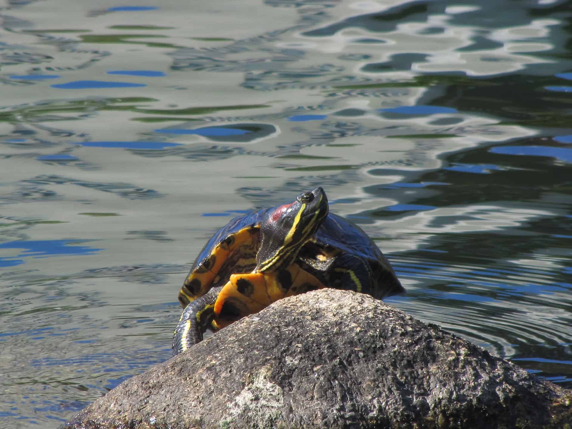 8 Types of Aquatic Turtles (With Pictures)