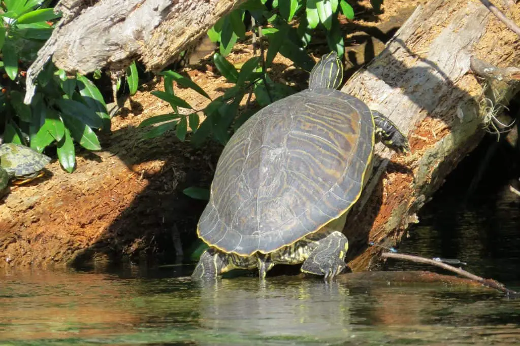 Peninsula Turtle
