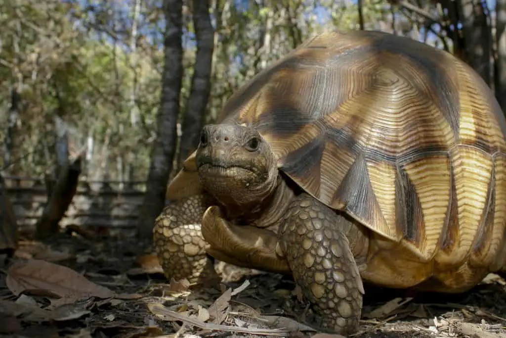 Ploughshare tortoise