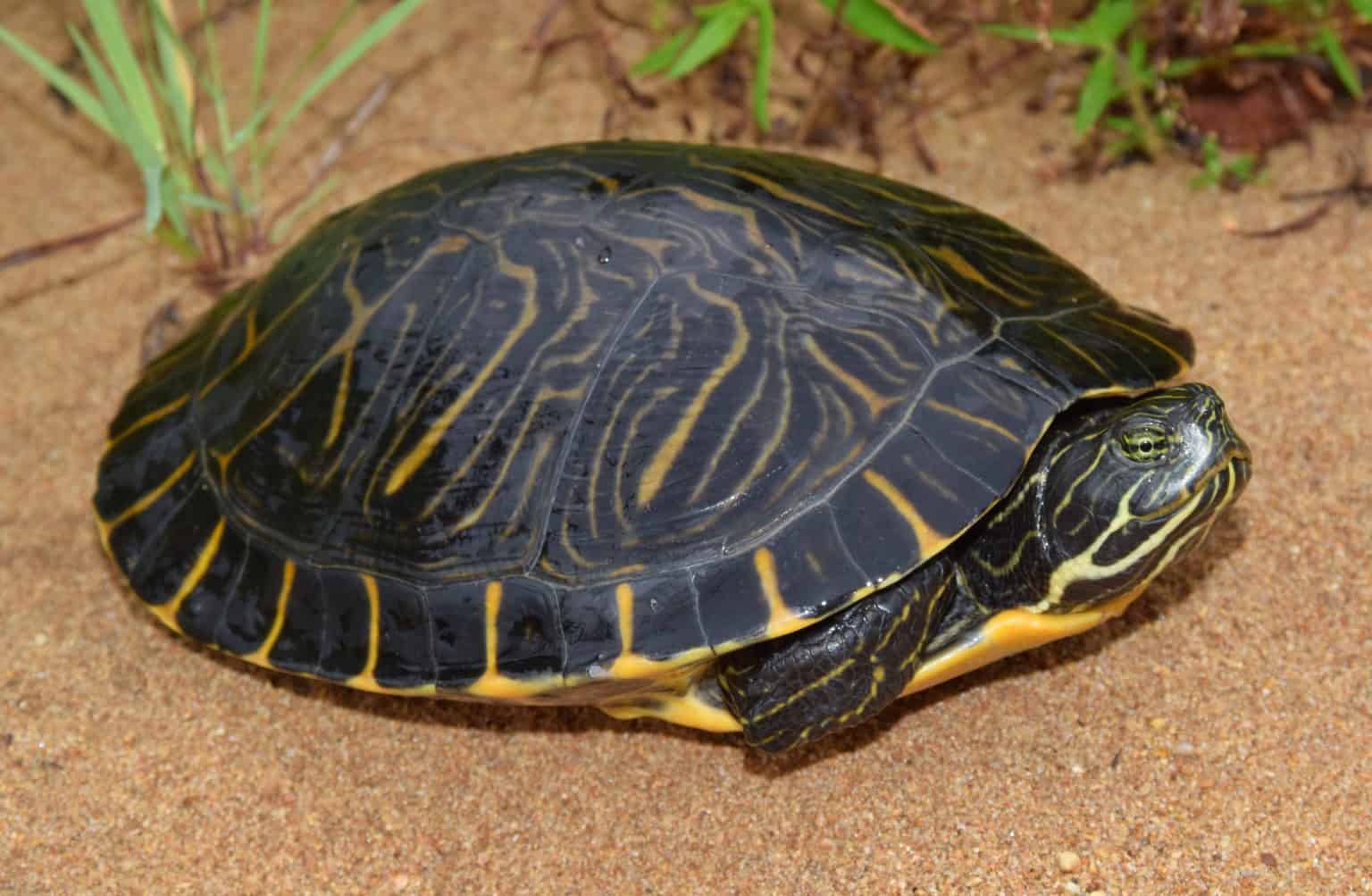 8 Types of Aquatic Turtles (With Pictures) - Reptiles Hub