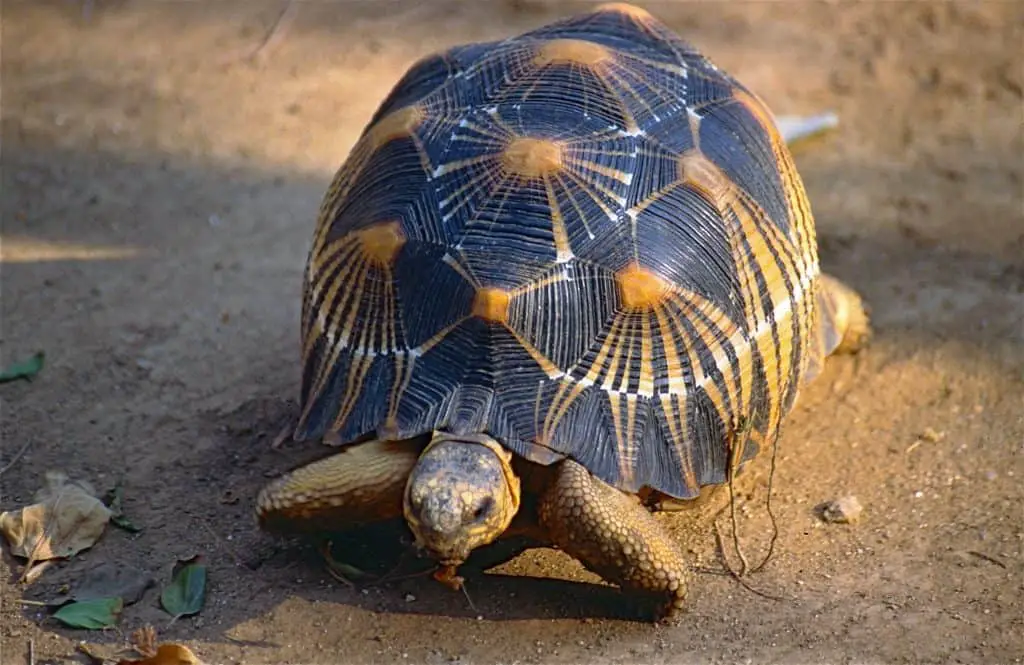 Radiated Tortoise