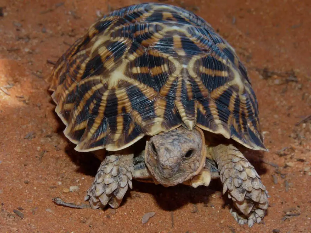 Tent tortoise