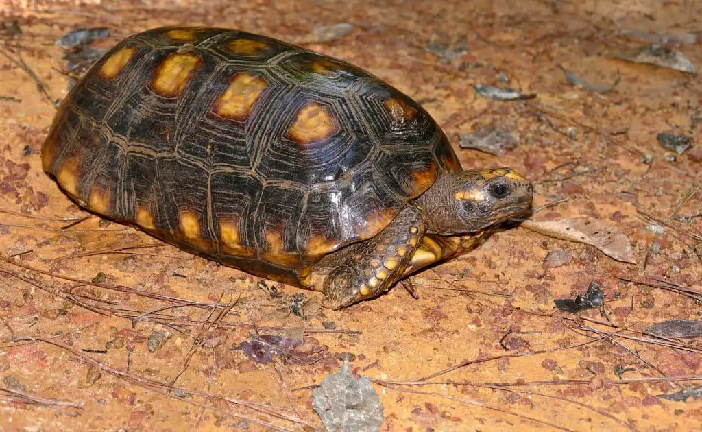 Yellow Footed Tortoise