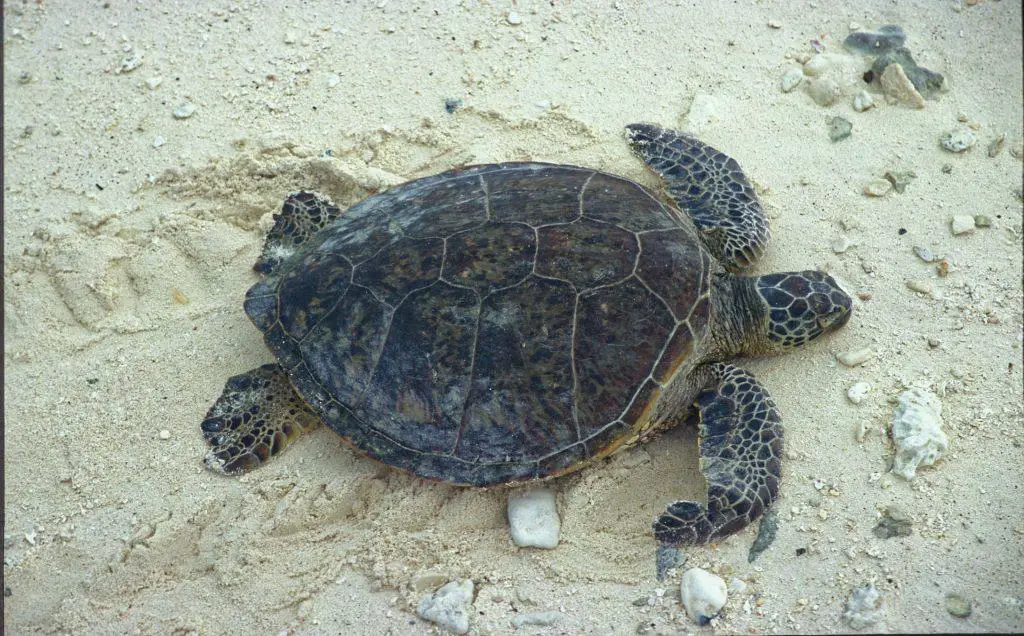 black-sea-turtle