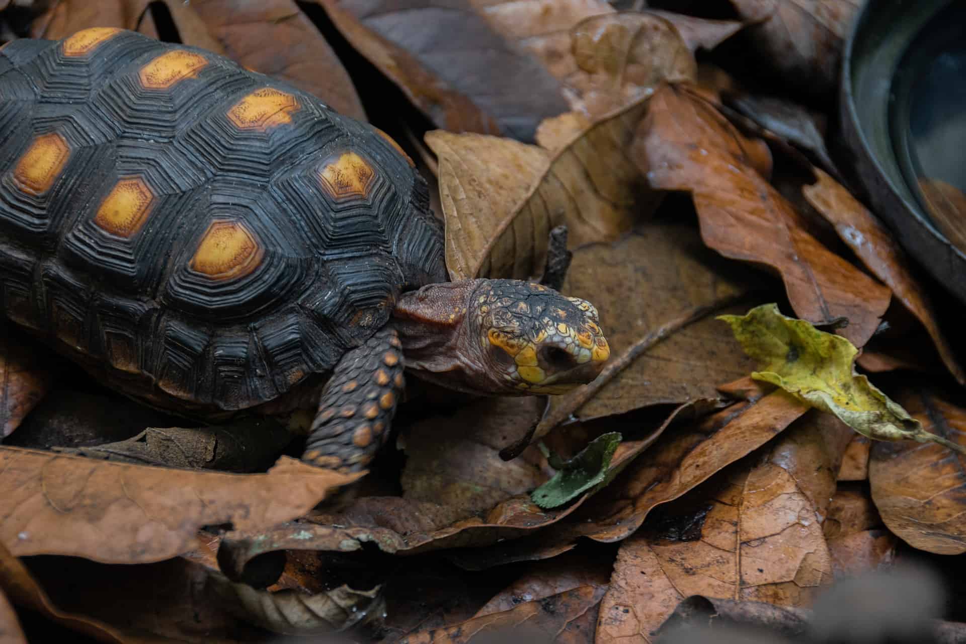 24 Types of Land Turtles (With Pictures) - Reptiles Hub