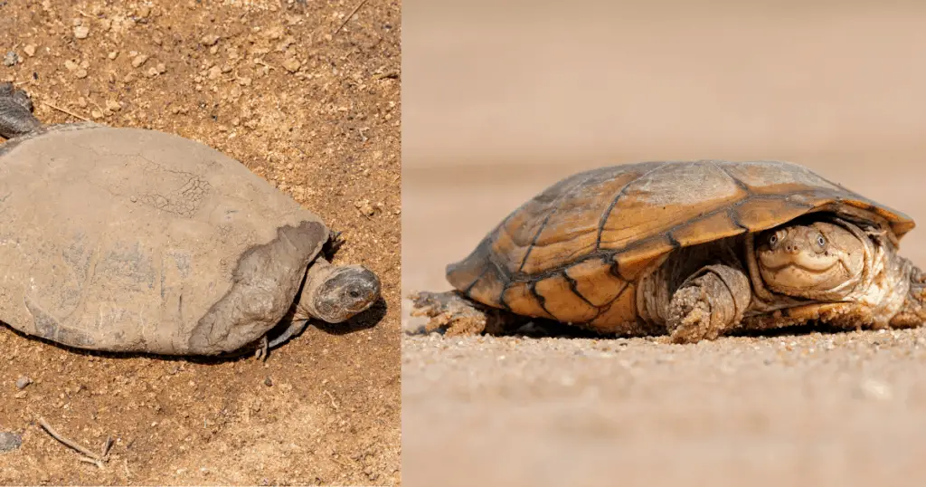 African Helmeted Terrapin