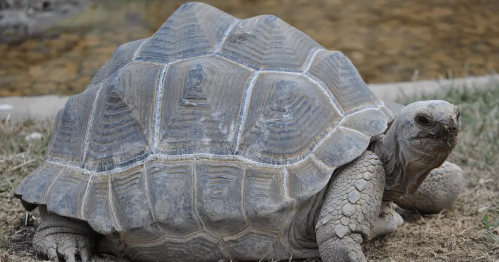 Aldabra Giant Tortoise