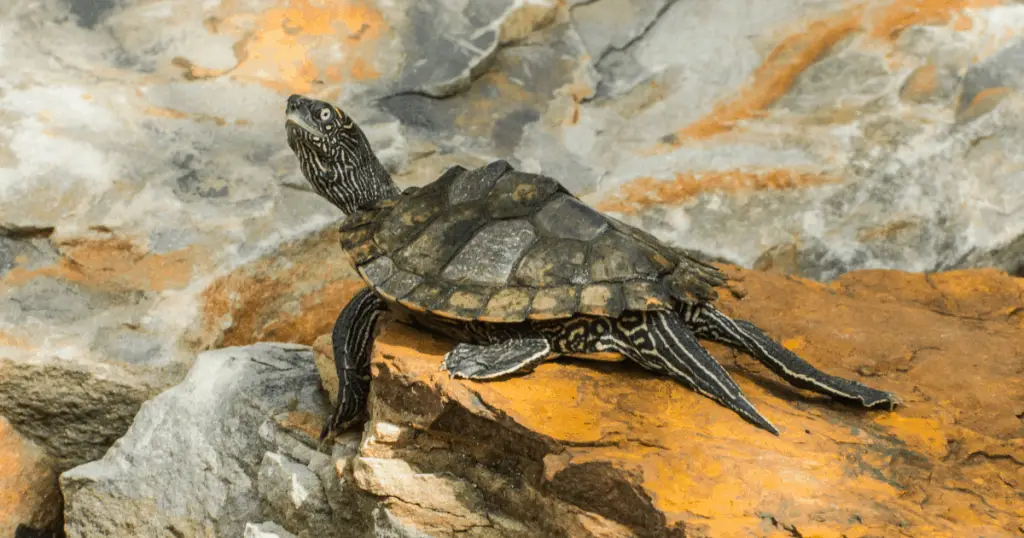 Black-Knobbed Map Turtle