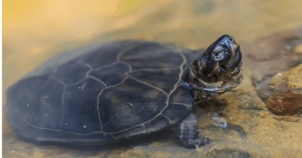 Black Marsh turtle