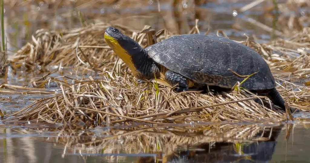 Blanding's Turtle