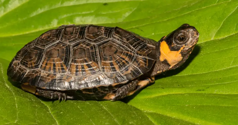 West Virginia Turtle Laws Explained: Keeping and Selling Turtles ...