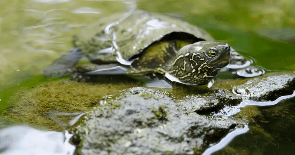 Chinese Pond Turtle