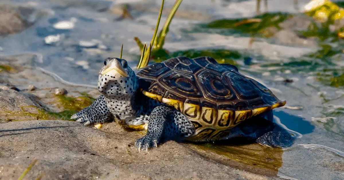 45 Types of Semi-Aquatic Turtles (Plus Helpful Overview of Each Type ...