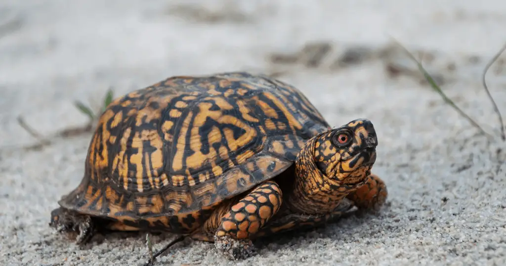 Eastern Box Turtle