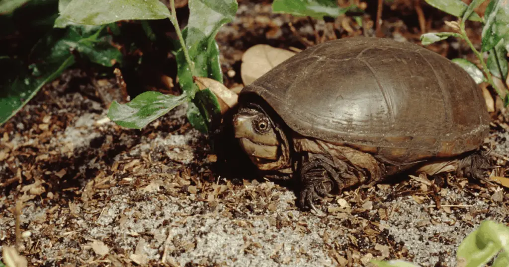 Eastern Mud Turtle