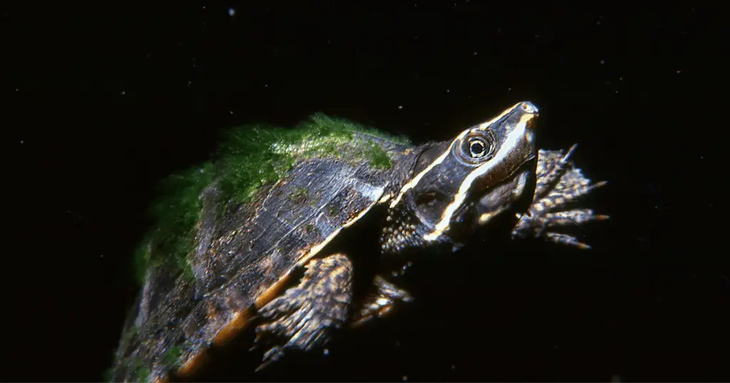 Eastern Musk Turtle