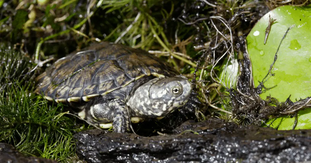 European pond turtle