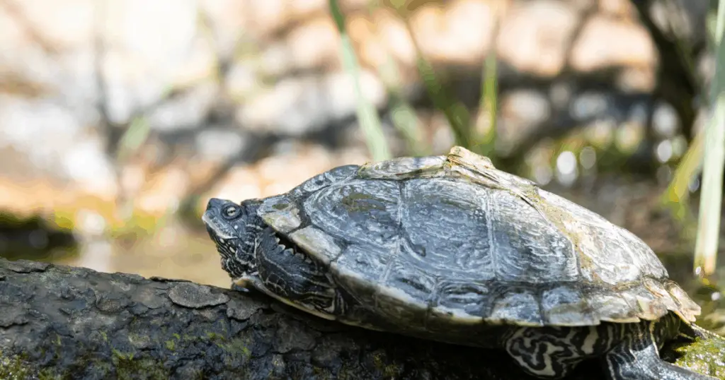 False Map Turtle