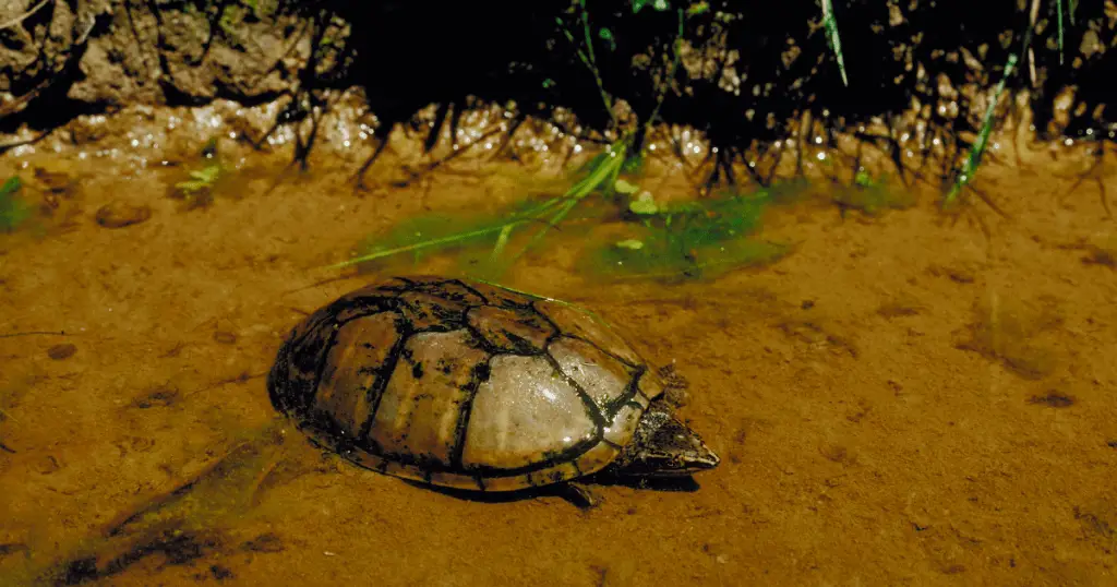 Flattened Musk turtle