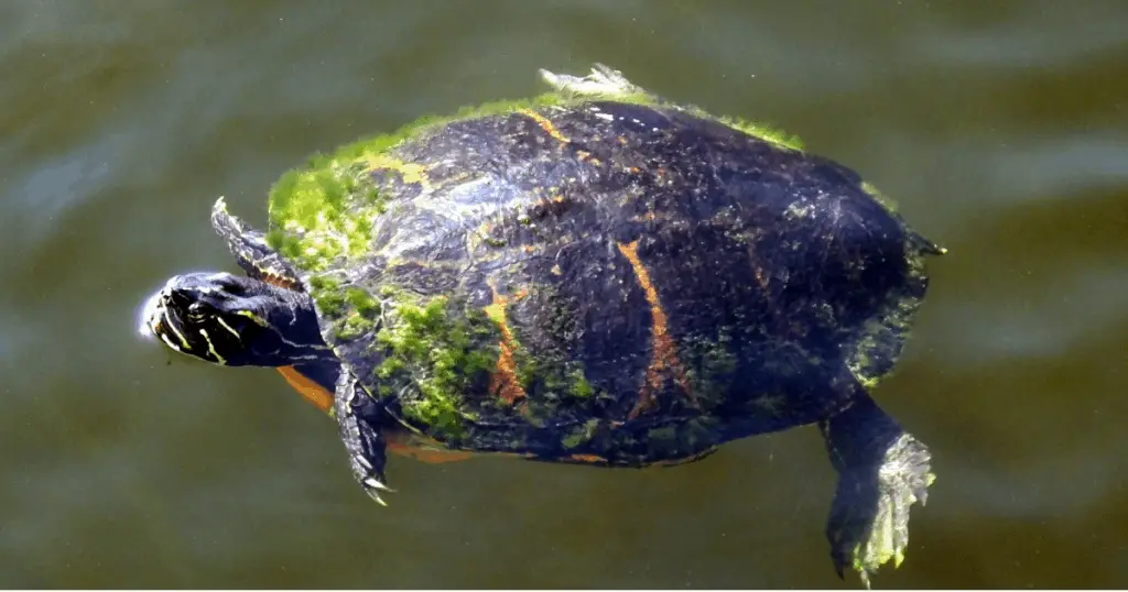 Florida Red-bellied Cooter