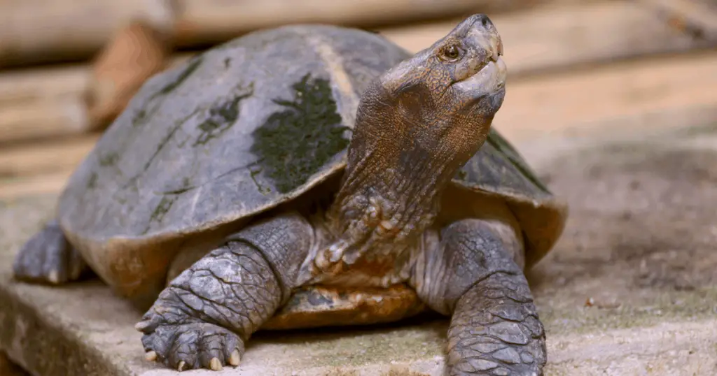 Giant Asian pond turtle