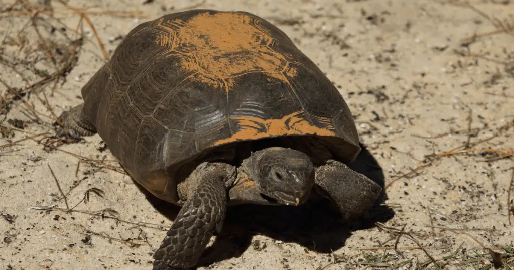 Gopher Tortoise