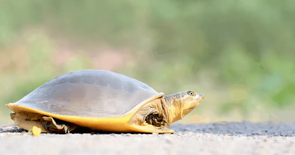 Indian flapshell turtle