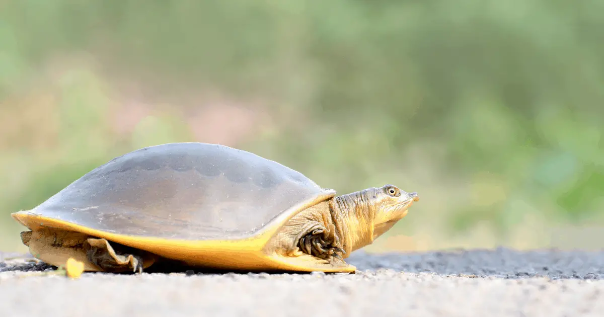 What Color Are Turtles? A Detailed Look at their Diversity in Colors