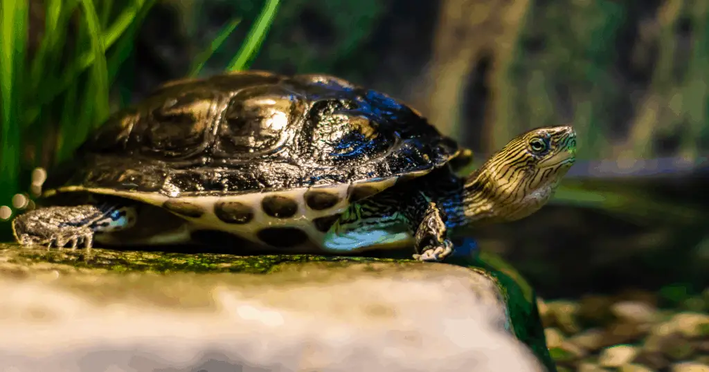 Northern Map Turtle