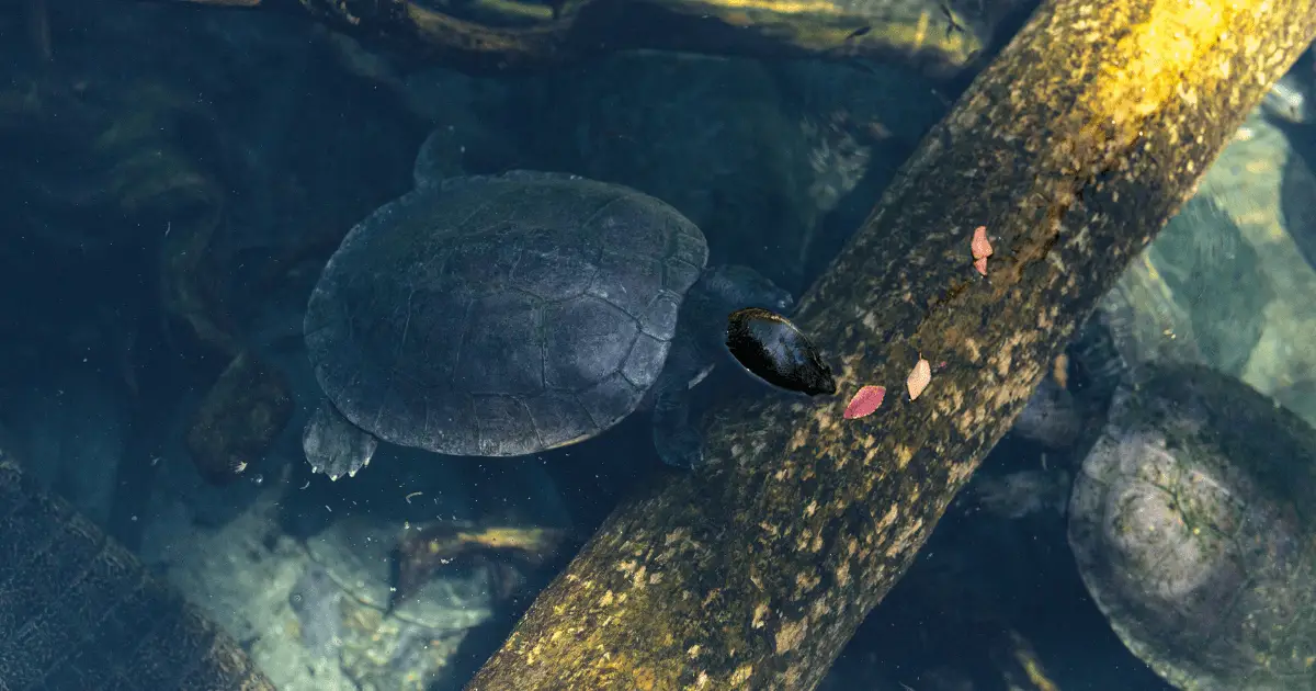 45 Types of Semi-Aquatic Turtles (Plus Helpful Overview of Each Type ...