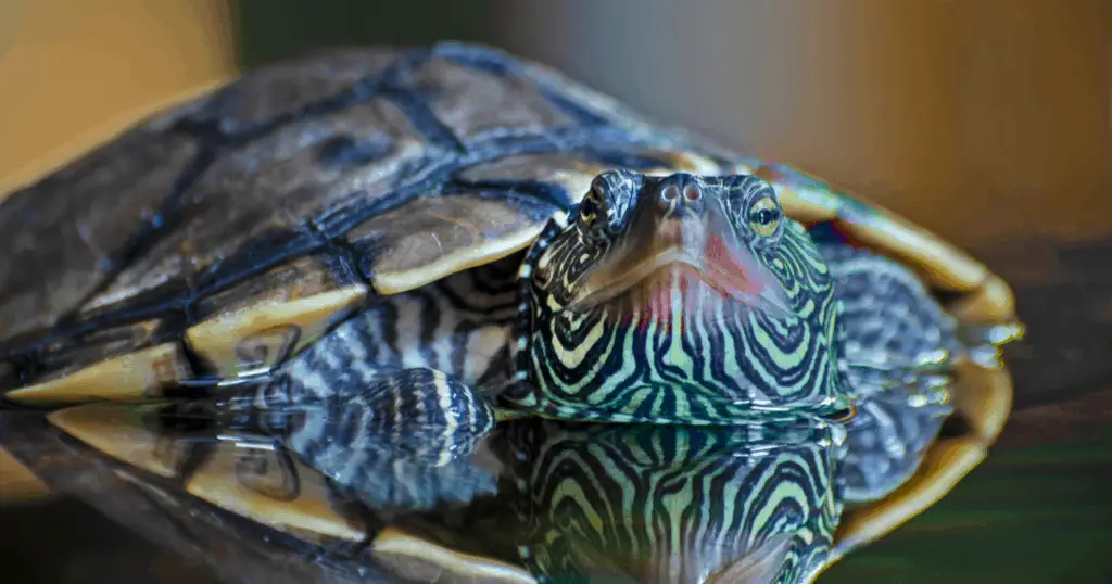 Ouachita Map Turtle