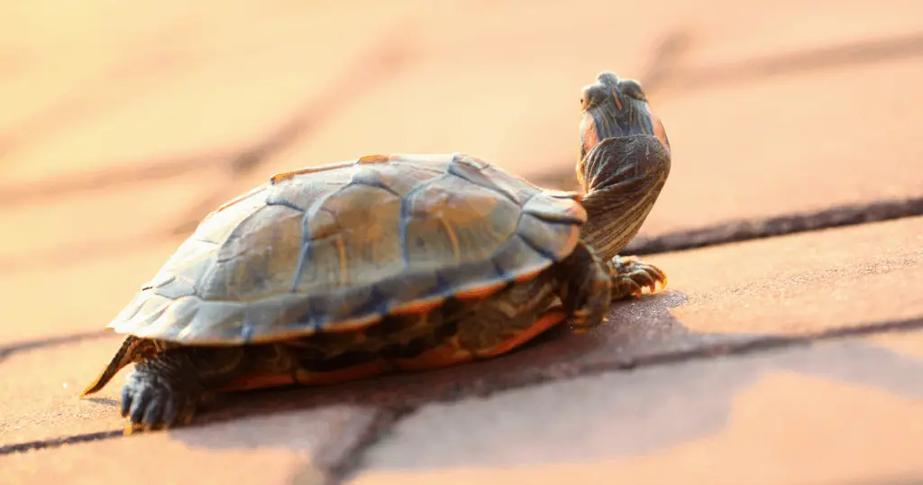 Painted Terrapin Turtle