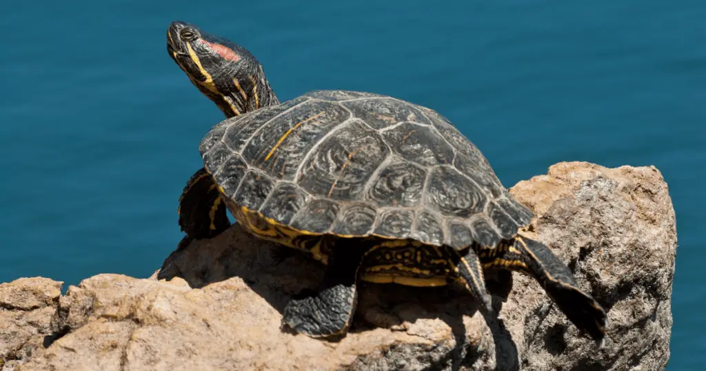 Pond Slider Turtle