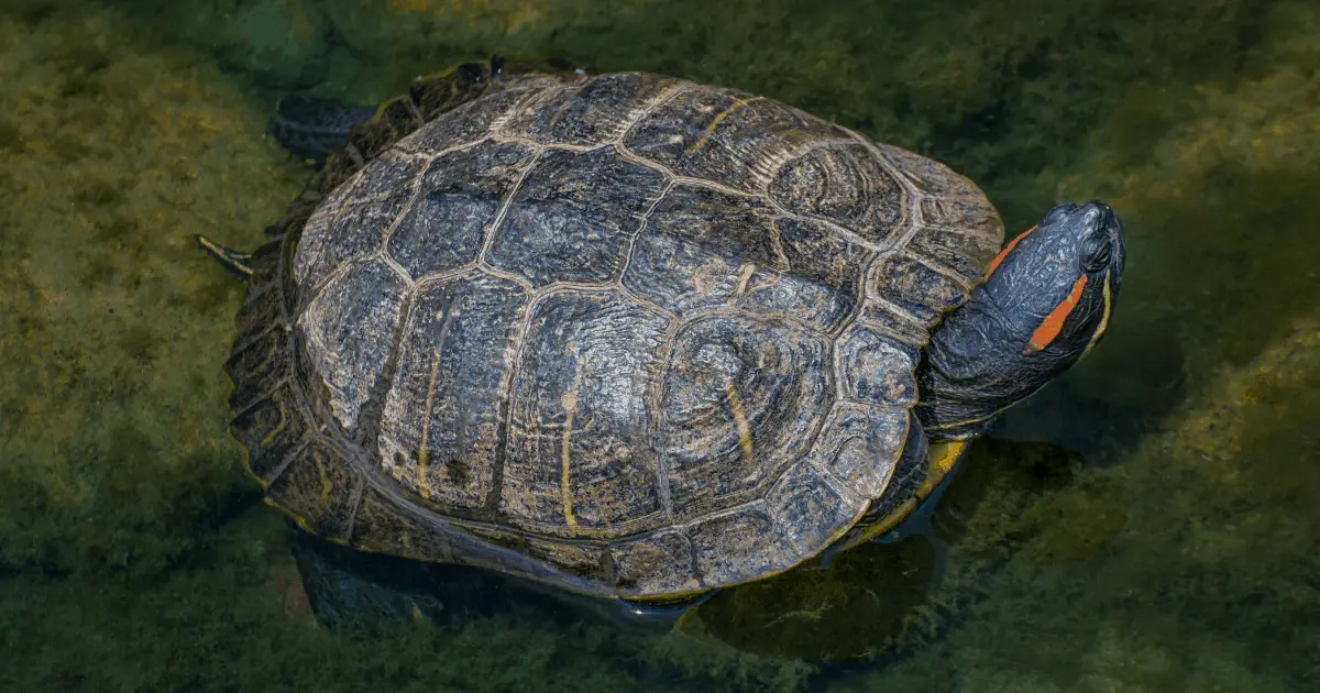 45 Types of Semi-Aquatic Turtles (Plus Helpful Overview of Each Type ...