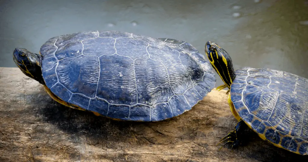 River Cooter turtle