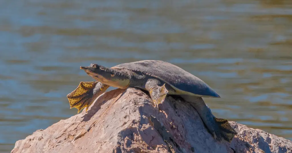 Smooth softshell turtle