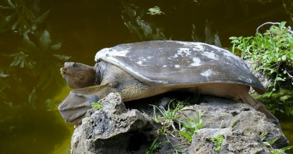 Spiny Softshell Turtle