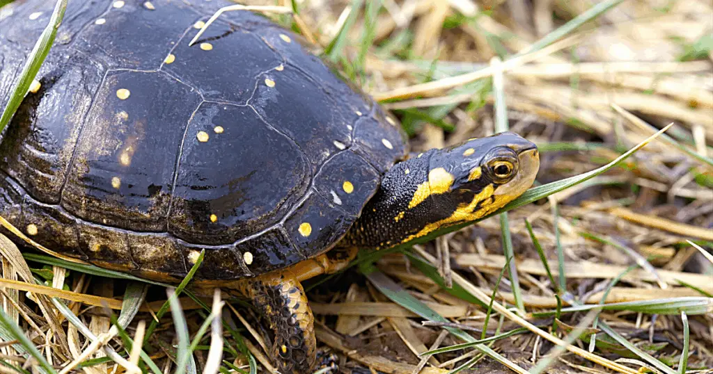 Spotted Turtle