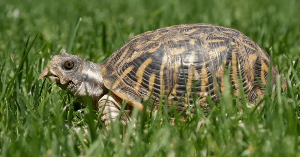 Western Box Turtle