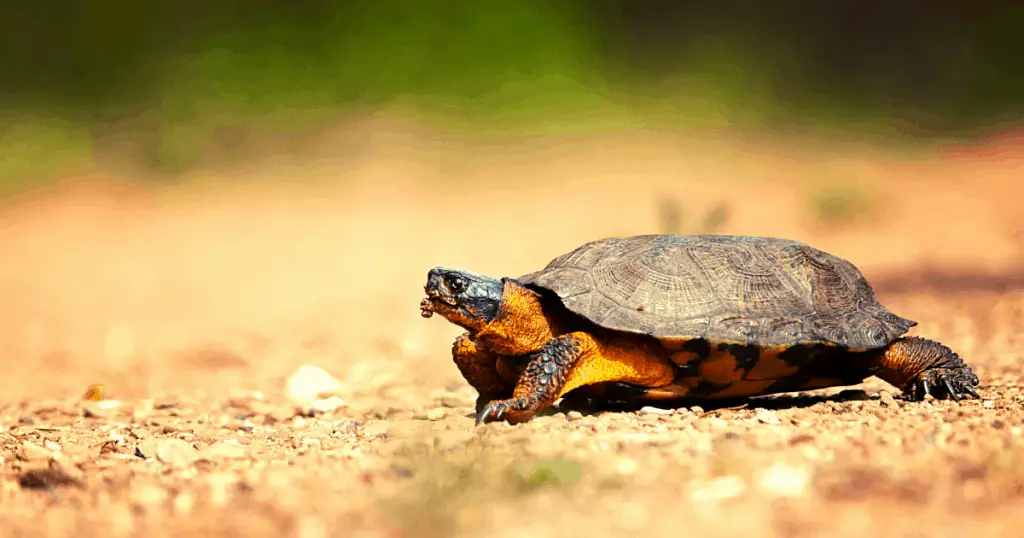 Wood Turtle